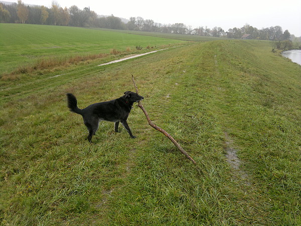 med_Phhh - Kleinigkeit.jpg (600 x 450)